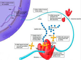 Translation In Prokaryotes And Eukaryotes Download As Pdf File Click Here Translation In Pr Prokaryotes Transcription And Translation Protein Synthesis