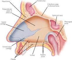 The epithelium of the nasal passages, for example, is essential to sensing odors, and the bronchial epithelium that the nares open into the nasal cavity, which is separated into left and right sections by the nasal septum. Deviated Septum Glacier Ear Nose Throat Ent Clinic Serving Nw Montana