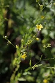 Image result for Hugonia elliptica