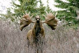 Deer rutting season (or the rut) is the highlight of the year for any seasoned deer hunter. What Not To Do When You Find Moose In Rut Season Rv Life