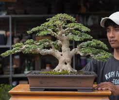 Image result for Premna hans-joachimii