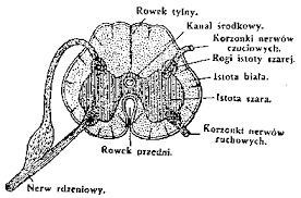 Rozróżnia się w niej rogi (słupy) przednie (brzuszne). Rdzen Pacierzowy