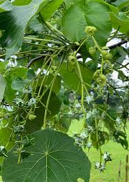 Image result for Macaranga schweinfurthii