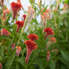 Image result for Celosia nervosa