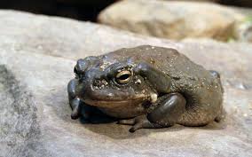We have an extensive collection of amazing background images carefully chosen by our community. Download Wallpaper 1920x1200 Toad Frog Stone Hd Background