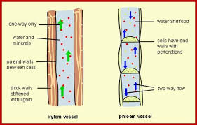 Ascent Of Sap Biology Plants Biology Lessons Biology