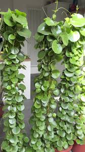 Image result for Cissus rotundifolia