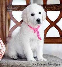 Red golden retriever puppies need as much attention as typical goldens, but these dogs will age into calm animals. 37 Best White Golden Retrievers Ideas Retriever Golden Retriever White White Golden Retriever Puppy