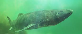 Der grönlandhai | die grönlandhaie. Gronlandhaie Die Geheimnisvollen Riesen Greenland Travel