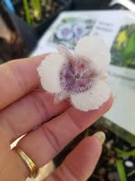 Image result for Colletoecema tortistilum