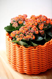 Image result for Kalanchoe rosalina