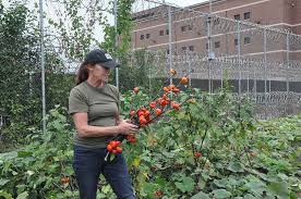 If you know someone who has been arrested and want to find out what their custody status is, an inmate search is the quickest way to get your questions answered. High End Restaurants Serve Vegetables Grown At Cook County Jail Medill Reports Chicago