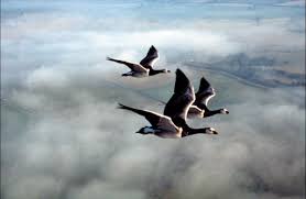 Les oiseaux migrateurs – Ecole Elémentaire de Still