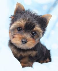Akc teacup size yorkie puppies for sale. Tiniest Teacup Yorkies For Sale In Florida Yorkie Teacup Yorkie Puppy Yorkie Puppy