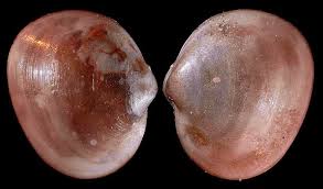 Image result for Subularia monticola