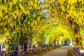 Wisteria is deciduous vine that belongs to the pea family. Wisteria Flower Meaning Flower Meaning