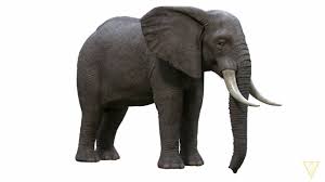 African Elephant Buy 3d Model Www 3dhdmodels Com In 2020 African Elephant Elephant 3d Model