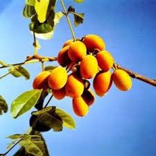 Image result for Glenniea africana