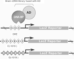 2 Yeast One Hybrid Strategy For Cloning Dna Binding Proteins Yeast Download Scientific Diagram