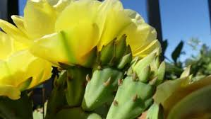 The prickly pear cactus is a succulent that offers not only beautiful décor, but also yields delicious fruits. Prickly Pear Pictures Flowers Leaves Identification Opuntia Ficus Indica