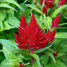 Image result for Celosia