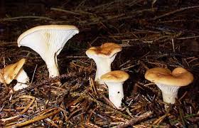 Image result for Clitocybe multiceps