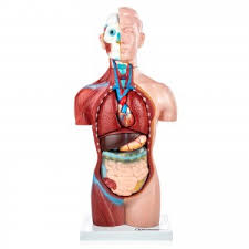 Learn more about the composition, form, and physical adaptations of the human body. Torso Model Human Body Model