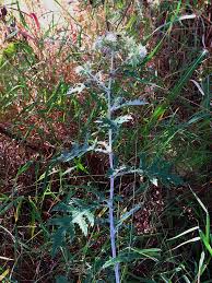 Image result for Berkheya bipinnatifida