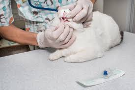 In cats who are otherwise healthy and who develop an uncomplicated case of uri, treatment usually consists of symptom management in a home setting. 5 Signs Of Cat Dental Disease Catster