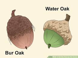 How To Identify Oaks By The Acorns 13 Steps With Pictures