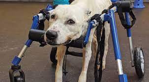 Vestibular Disease In Dogs Care And Treatment Walkin Pets