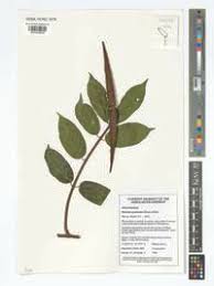 Image result for Motandra paniculata