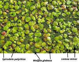 Image result for Wolffia arrhiza