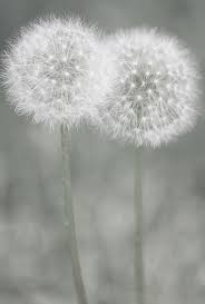 Yes I Lenda Jvl Won The February 2017 Lotto Jackpot 000 4 3 13 7 11 11 22universe Please Help Me Dandelion Art Dandelion Flowers