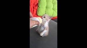 Yavru Kedi Sut Canavari Cuk Cuk Abone Olmayi Unutma Animals