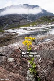 Image result for tbn:HNtrRnQBmFuaxM::www.bluechopsticks.com/img_large/800CC_0805S1015.jpg