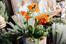 Image result for Ornithogalum seineri