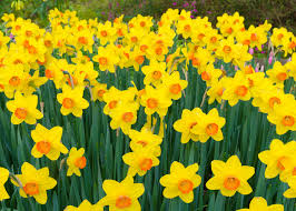 We did not find results for: March Birth Flower Archives Good Living Guide