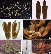 Image result for Laurembergia