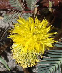 Image result for Neptunia oleracea