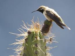 Dipping tongues allow bees to drink the sweetest nectar. Birds Of The Desert Gobillybird Com Your Backyard Bird Feeding Expert