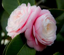 Camellia Flower Background Iphone Nothing But Flowers Beautiful Flowers