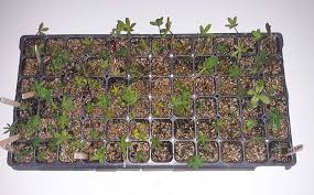 Container gardening is a great option for growing lupines. Growing Lupins From Seed Grow Shop