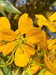 Image result for Senna macranthera