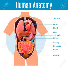 Human Anatomy Poster With Body Organs Names Realistic Vector