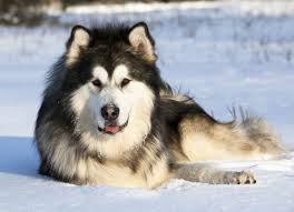 Why buy an alaskan malamute puppy for sale if you can adopt and save a life? Giant Alaskan Malamute Puppies For Sale Colorado Peepsburgh