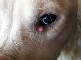 Audubon Animal Medical Center What Is That Lump Under My Dogs Eye A Stye Can Occur In Dogs Just As It Does In Humans It Could Either Occur On The Inner