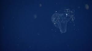 Salihoğlu says wastewater was discharged to the bottom of the sea with the. How Blobs Of Sea Snot Help Keep Our Oceans Clean Mental Floss