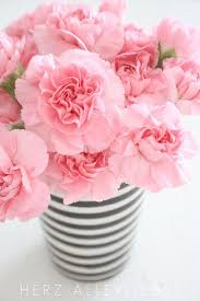 Carnation Flower Arrangements Pretty Flowers Pink Flowers