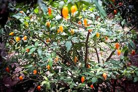 Image result for Tabernanthe elliptica